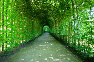 Long hornbeam tunnel with bench at the far side