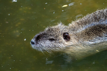 Beaver in the water