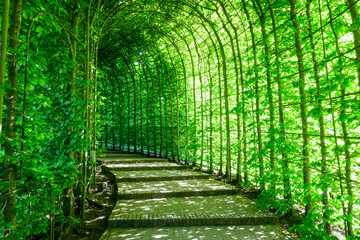 Green tunnel of natural growing Hornbeam foliage