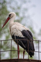 stork in the nest