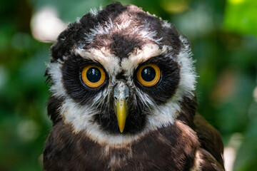 eagle owl portrait