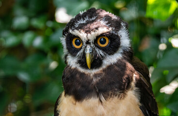 eagle owl portrait