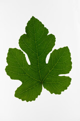 ISOLATED FRESH GREEN FIG LEAF ON WHITE BACKGROUND
