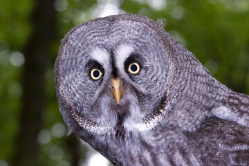 owl portrait