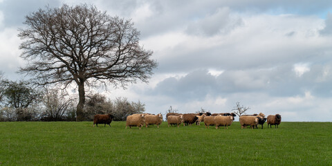 Schafe auf der Weide