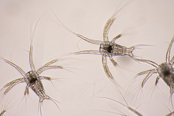 Nauplius stage of vannamei shrimp in light microscope, Shrimp larvae under a microscope, Shrimp,...