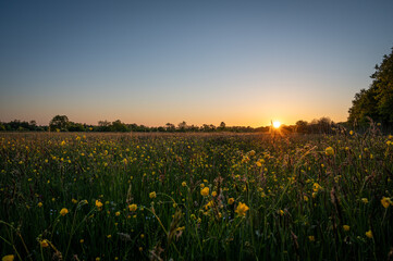 Obraz premium Sonnenuntergang an der Feuchtwiese
