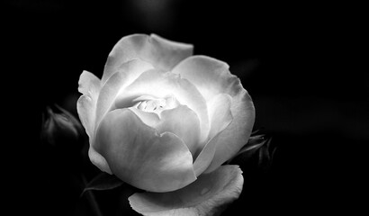White rose on a dark background, black and white execution.