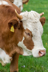 K&uuml;he auf der Weide