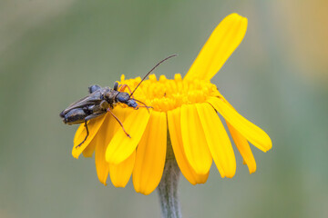 insect on yellow flower