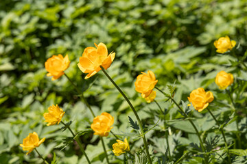 A group of yellow Trollius flowers with green leaves is in the summer forest