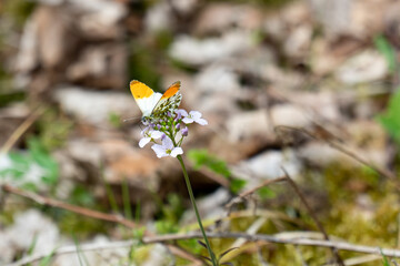Schmetterling auf einer wei&szlig;en Blume