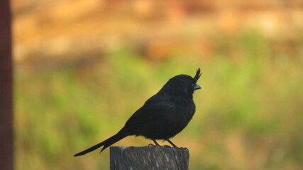 crested drongo Madagascar