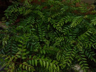 Naklejka na ściany i meble curry leaves (Murraya koenigii)