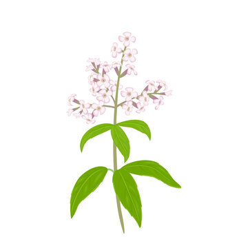 Lemon Verbena Flower Isolated On White Background. Vector Illustration Of A Fragrant Plant In Cartoon Flat Style.