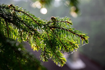 Spruce Tree drops of water. Beauty in nature.