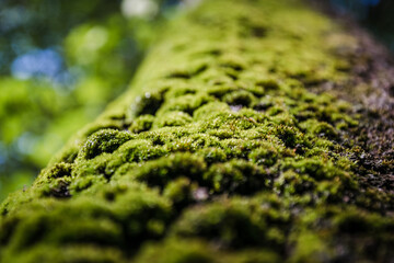 Beautiful Green moss in the tree trunk.