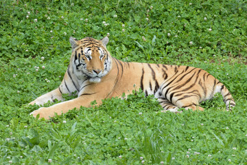 Bengal tiger lying on the grass. 