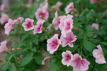 petunia(soft focus)is one of the flowers lovers popular with its unique shape, bright colors and variety, petunia is a very popular potted plant and hanging container that has been in many seasons.