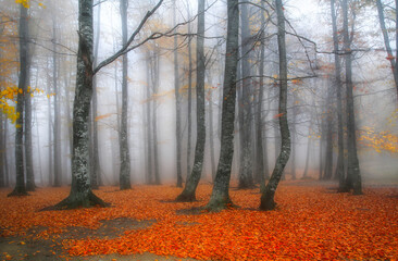 Fototapeta premium mage of colorful leaves falling down from tree branches in autumn. (Yedigöller). Yedigoller National Park, Bolu, Istanbul. Turkey. 