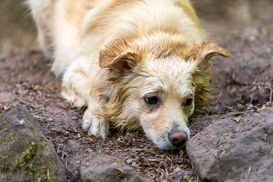 s&uuml;&szlig;er oder trauriger nasser Hund