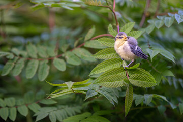 Junge Kohlmeise auf Jungfernflug sitzt auf Ast im Garten
