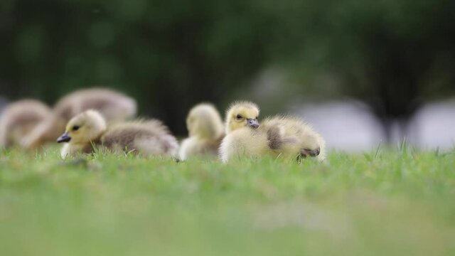 New hatched baby Canada goose