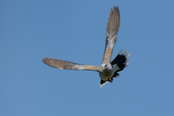 Obraz premium European Turtle Dove (Streptopelia turtur) flying