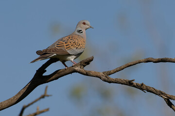 European Turtle Dove (Streptopelia turtur) on a branch