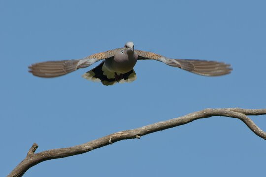 European Turtle Dove (Streptopelia turtur) flying