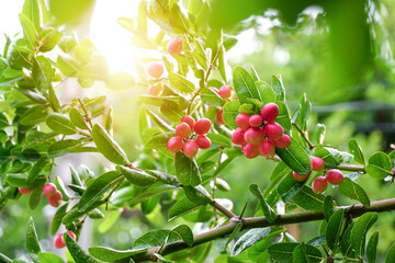 Bengal-Currants, Carandas-plum, Karanda, Carissa carandas L, Is a fruit with high medicinal properties.	