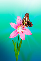 A pink flower with a butterfly on a blurry soft turquoise and green background.A copy of the space,...