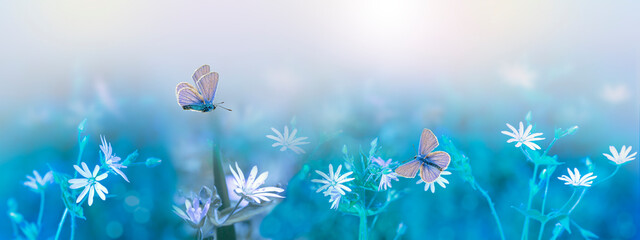 White wildflowers on a blurry soft turquoise and green background. a butterfly flies over a beautiful flower. blank for a postcard. Spring pattern, magical composition, panorama with copy space