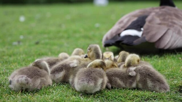 New hatched baby Canada goose