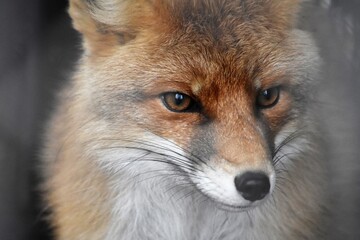 red fox portrait
