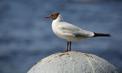 A seagull sits on a gray hemisphere against a background of blue water