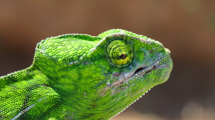 Flap-necked chameleon, Madagascar