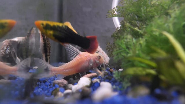 Albino bronze catfish in aquarium (Corydoras aeneus)