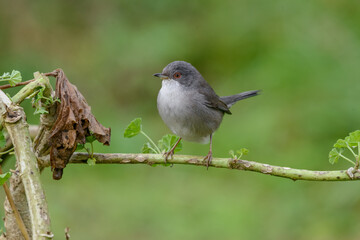 Sardinian warbler (Sylvia melanocephala) female perched on Mallow weed branch