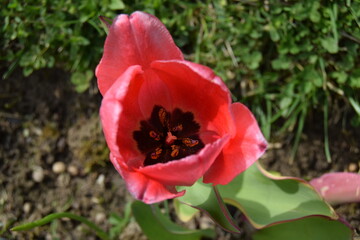 Red tulip. One red tulip on a blurred background of green grass. Selective soft focus. Blooming garden flowers.