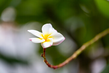 Plumeria flowers are blooming in the warm morning air.