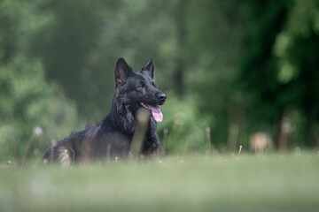 A beautiful purebred shepherd dog is breathing on the field.