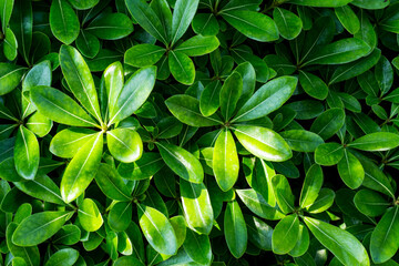 Naklejka na ściany i meble Fondo o textura de un manto de hojas verdes