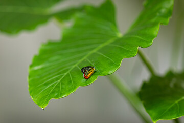 butterfly in nature habitat. Nice insect. Butterfly in the green forest