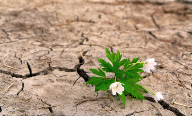 Wood anemones in a barren dry land. Photo representing hope, climate change and survival through trials
