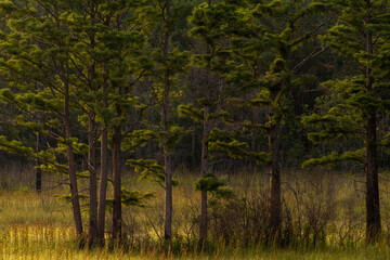 Weeks Bay National Estuarine Research Reserve Landscape
