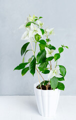 White bougainvillea in a pot on a gray background