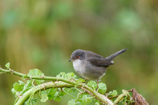 Sardinian warbler female on Common Mallow with dappled green background