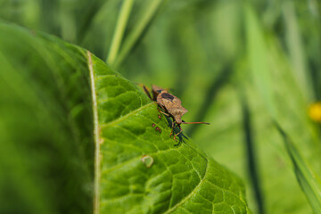 Beetles on a green leaf. two beetles mate, insects reproduce, continuation of the genus. macro...