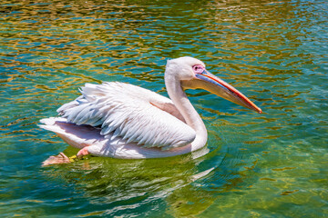 Pelicans in the Valencia Oceanarium in Spain